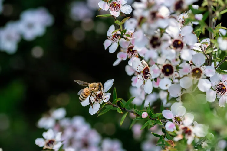 Bee collecting nectar from manuka flowers