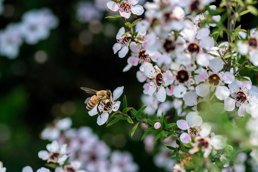 Bee collecting nectar from manuka flowers