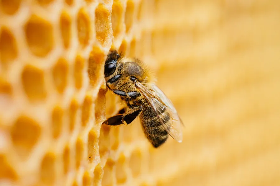 Close up of bee depositing pollen into honey comb