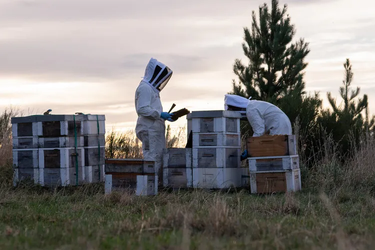 Two beekeepers inspecting hives
