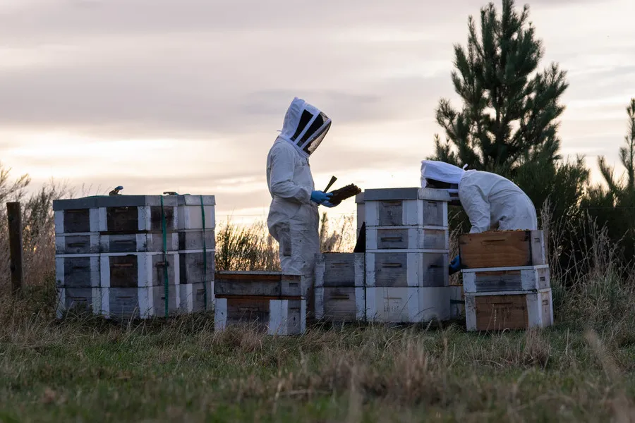 Two beekeepers inspecting hives