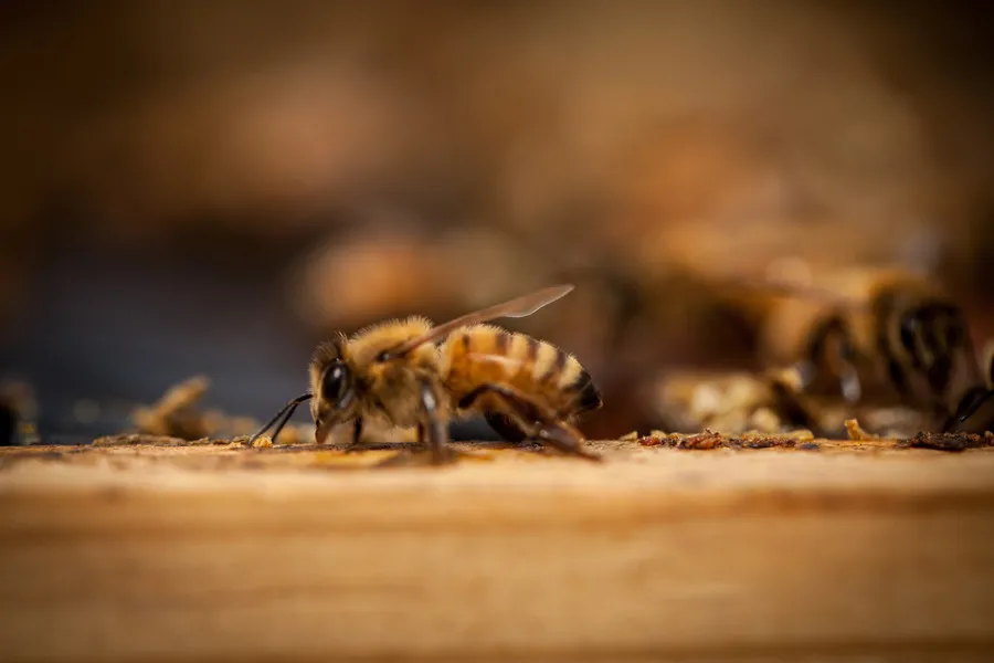 Close up of bee walking on a honey frame