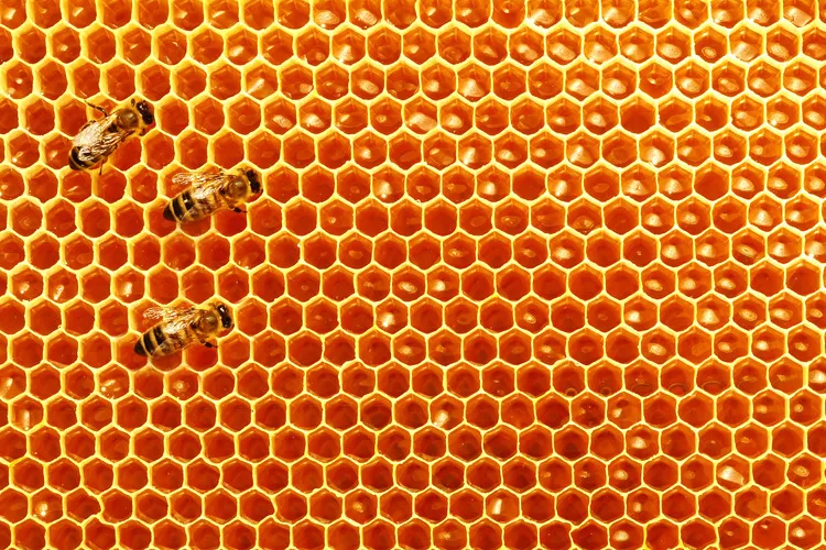 Three bees on honey comb