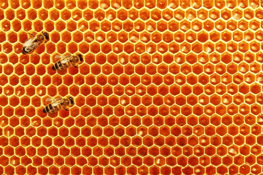 Three bees on honey comb