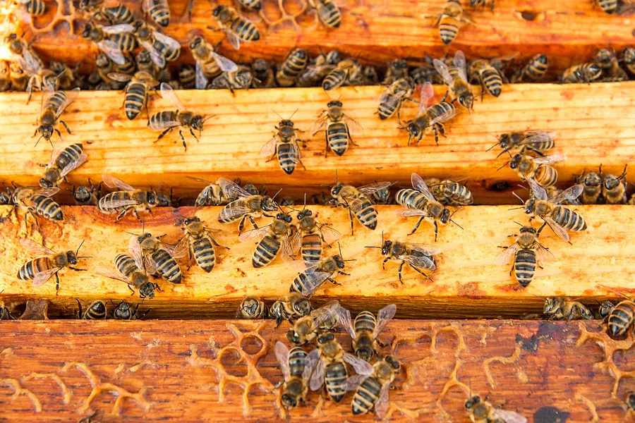 Close up of bees on top of honey frames in hive