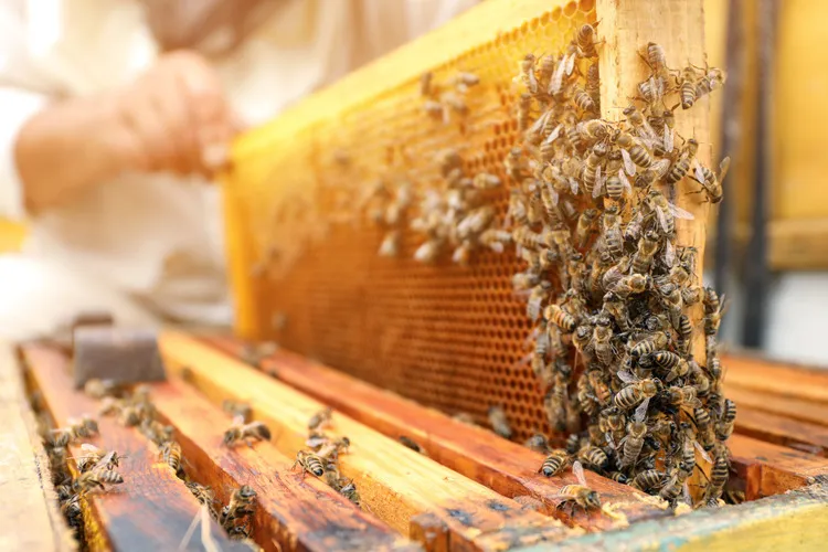 Close up of beekeeper pulling honey frame out of hive covered in bees