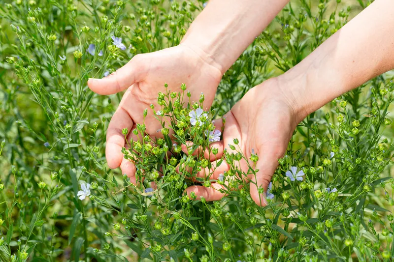 Hands inspecting green flaxseed crop