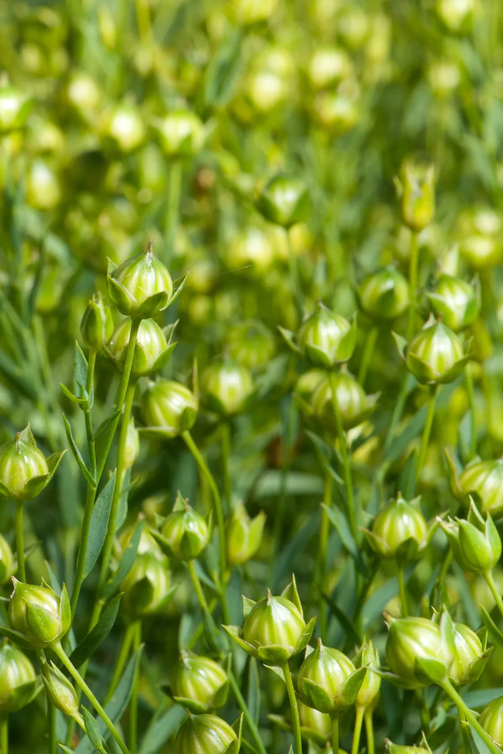 Close up of green flaxseed crop pre flowering