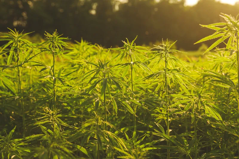 Hemp Seed Crop and twilight with the sun shining