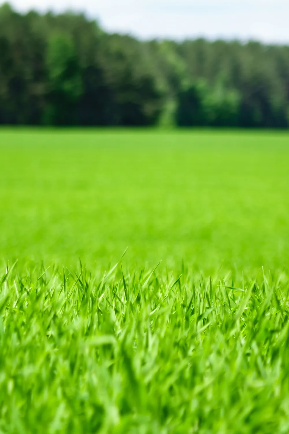 Young wheat grass crop in a paddock with green hedges in the background
