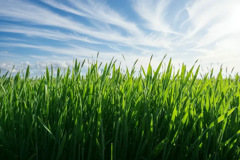 Young barley grass crop with blue sky in the background