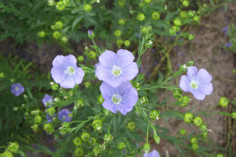 Close up of purple flaxseed flower