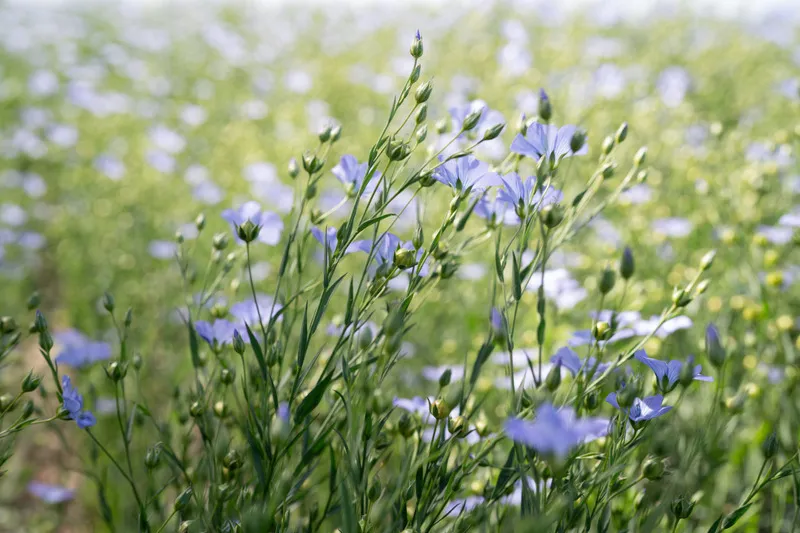 Clsoe up of flaxseed crop with purple flowers