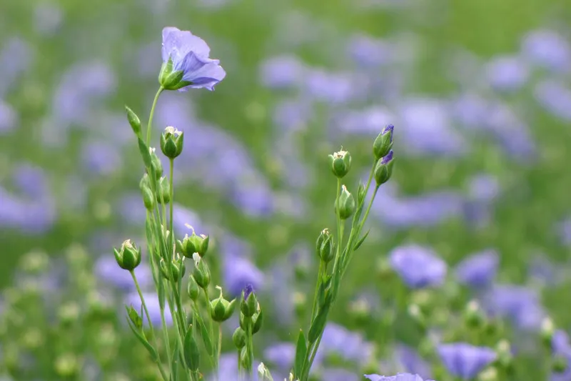 Close up of purple flowering flaxseed crop