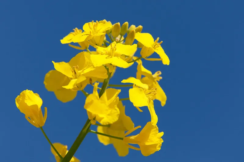 Rapeseed flower stem with blue sky in background