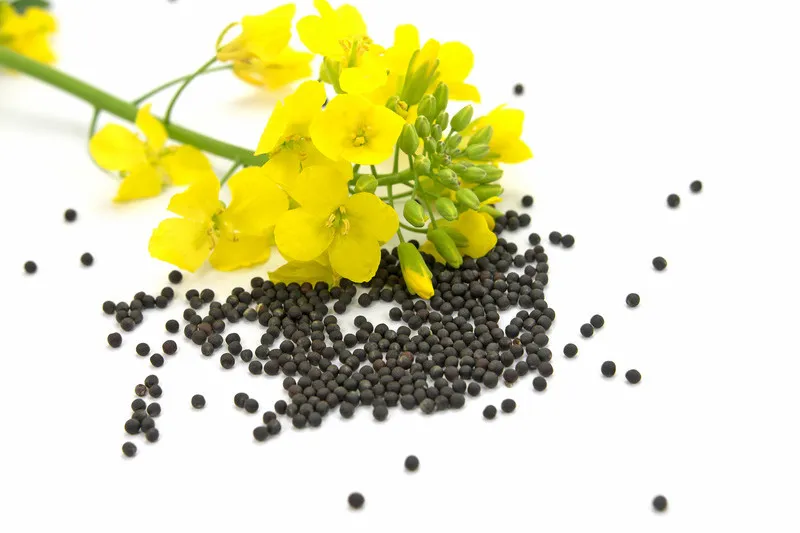 Rapeseed Flowers and seeds on a white background