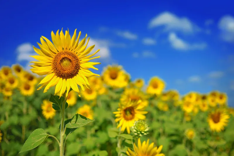 Bright yellow sunflower crop with blue sky in background
