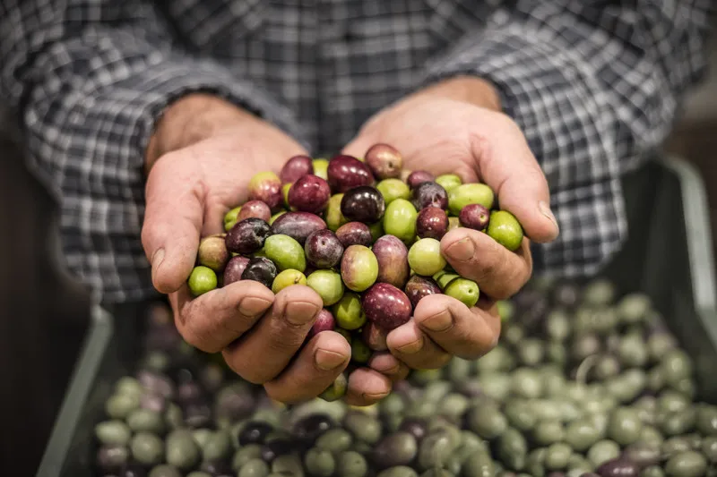 Man with hands cupped together with purple and green olives