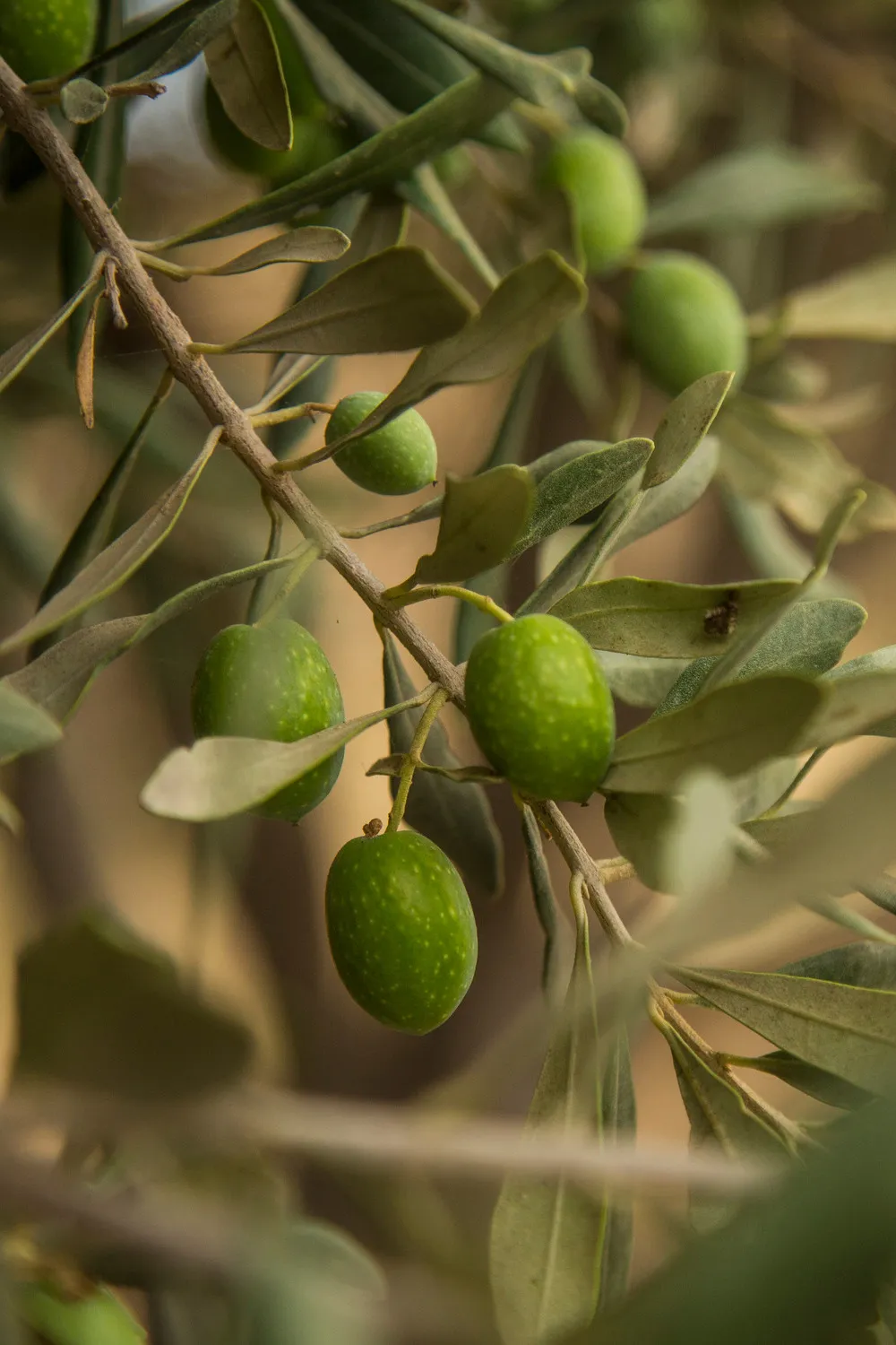 Olive tree branch
