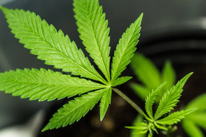 Close up of hemp seed leaf