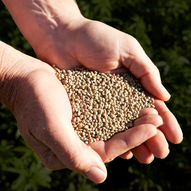 Hemp seeds in cupped hand in front of hemp crop