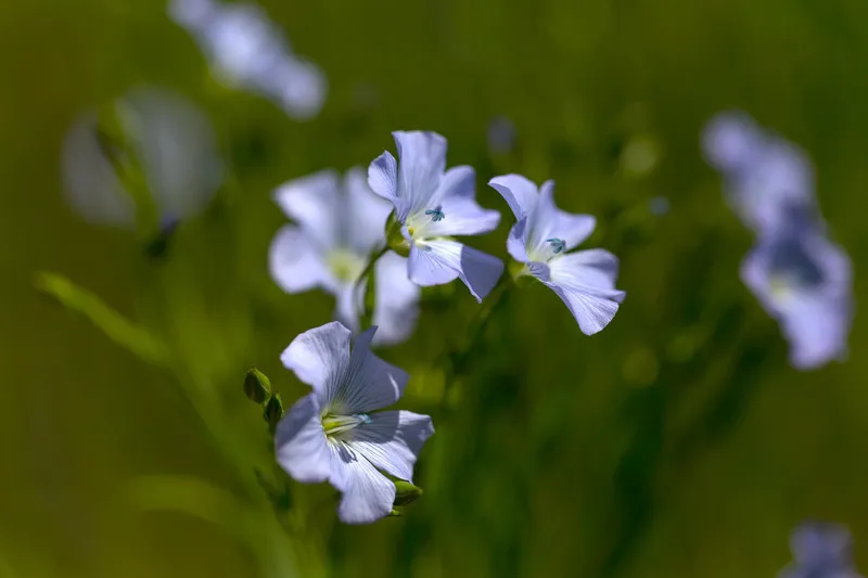Close up of purple flaxseed flower with green crop in background