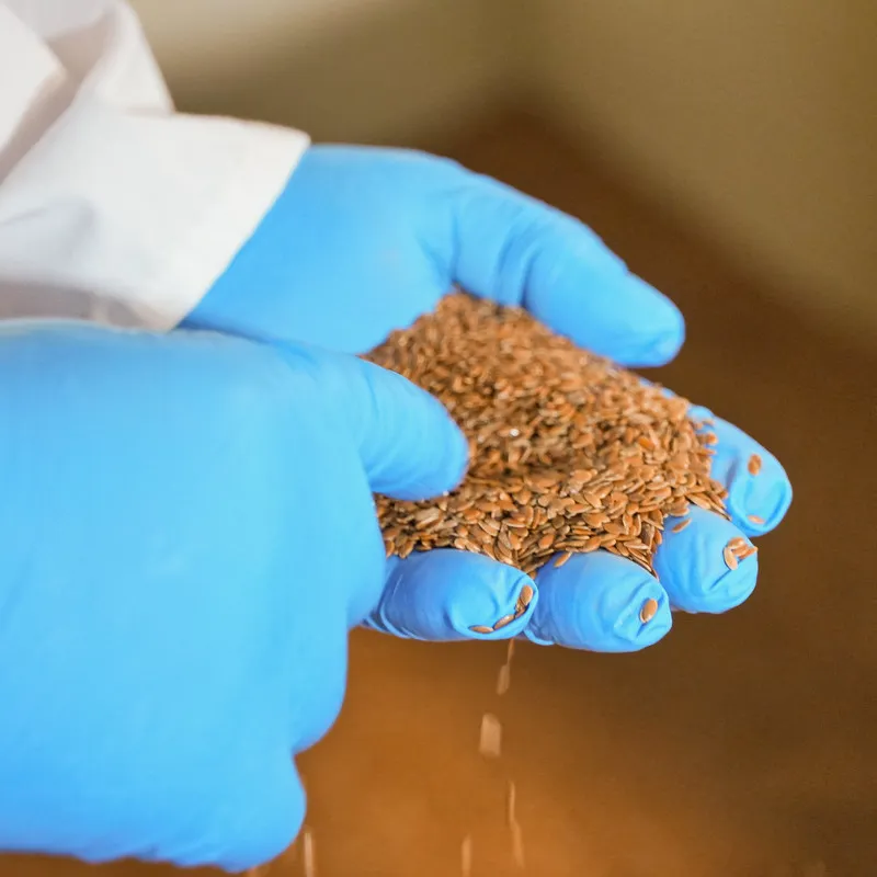 Close up of man inspecting flaxseed before pressing for oil