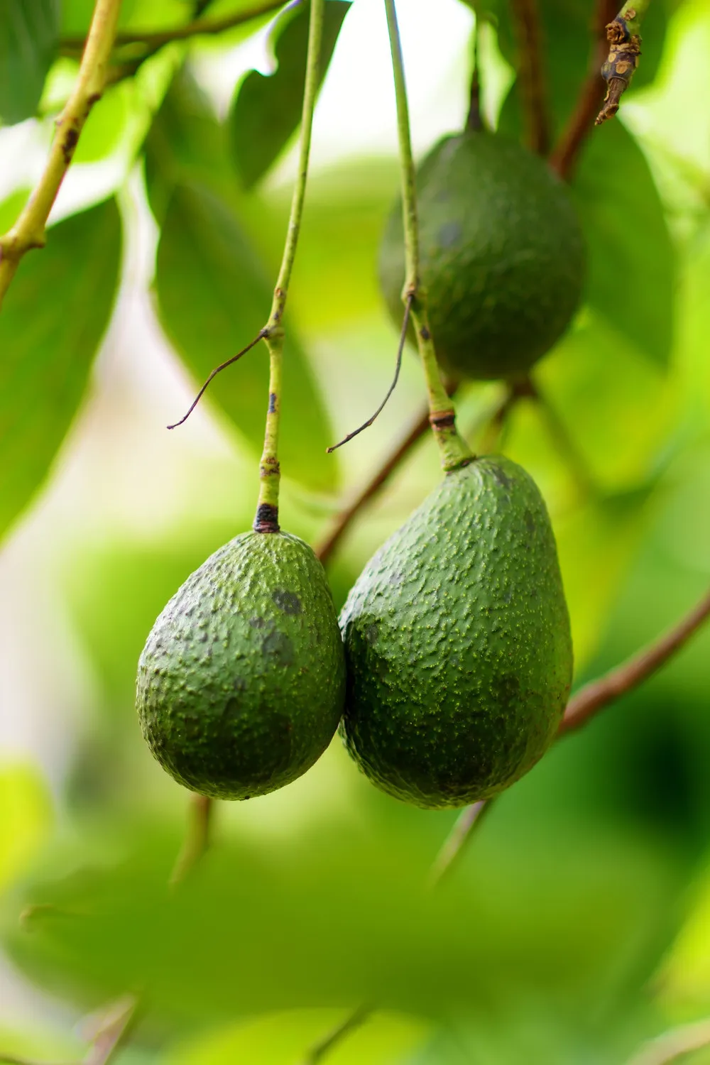 Avocado hanging on fruit tree