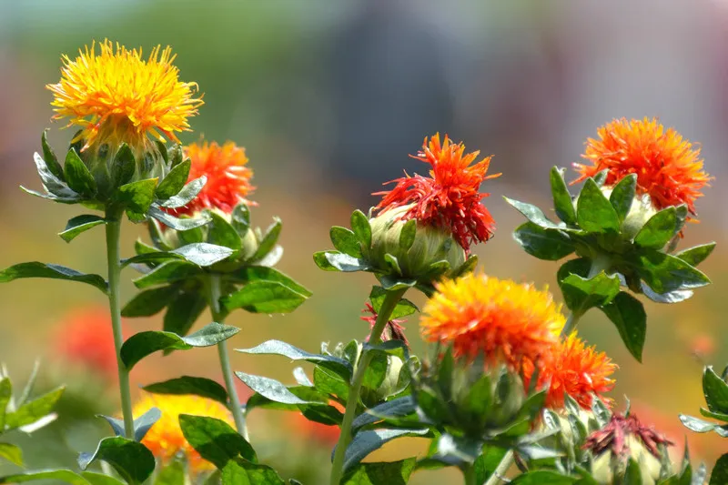 Close up of safflower crop with yellow and orange flowers