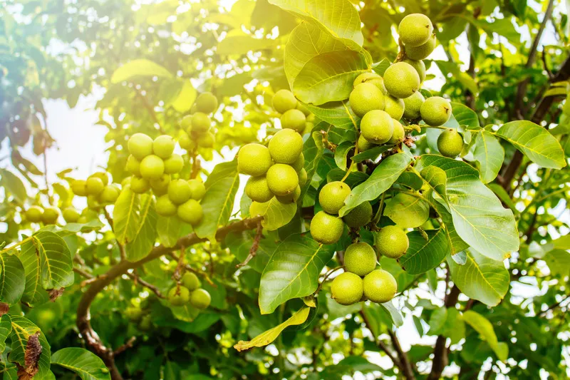 Macadamia nut tree with sunlight beaming on it