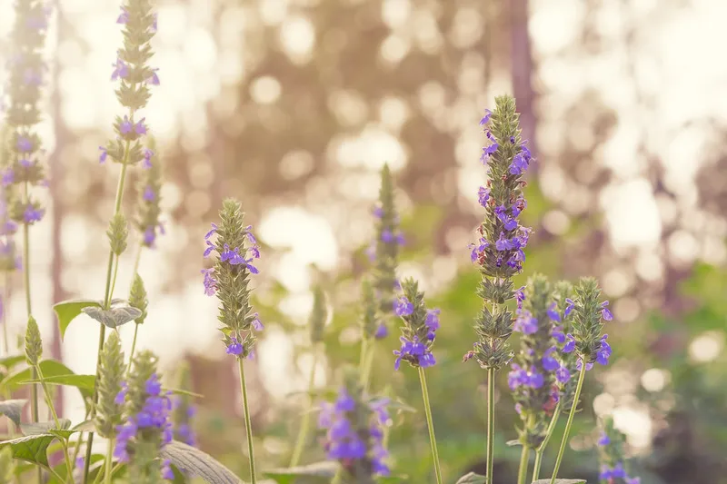 Blooming chia seed flowers in the sunlight