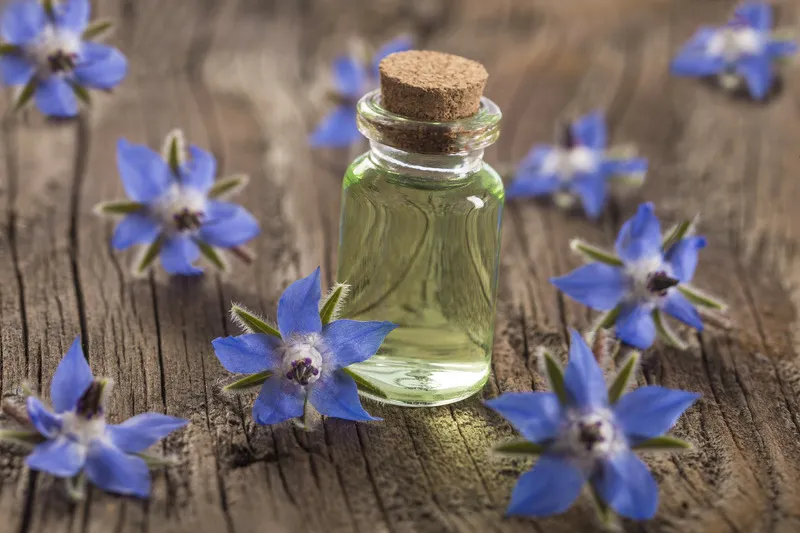 Borage oil in small glass jar with purple borage flowers surrounding it