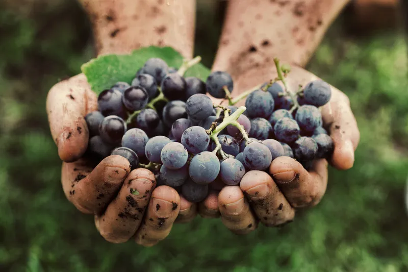 Hands cupped with purple grapes