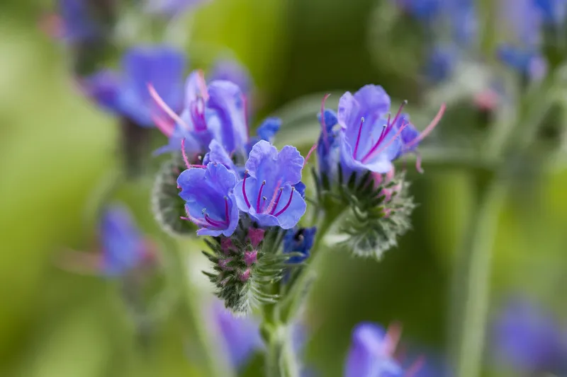 Close up of blooming purple echium flower