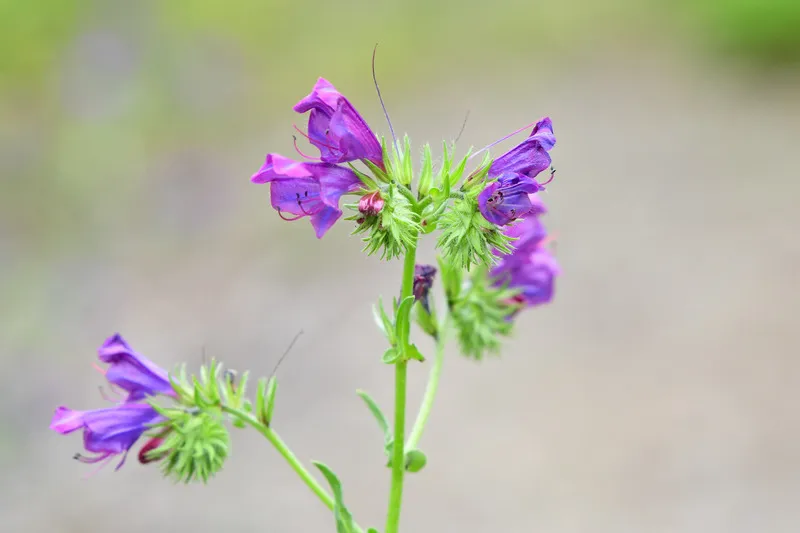 Close up of blooming purple echium flower