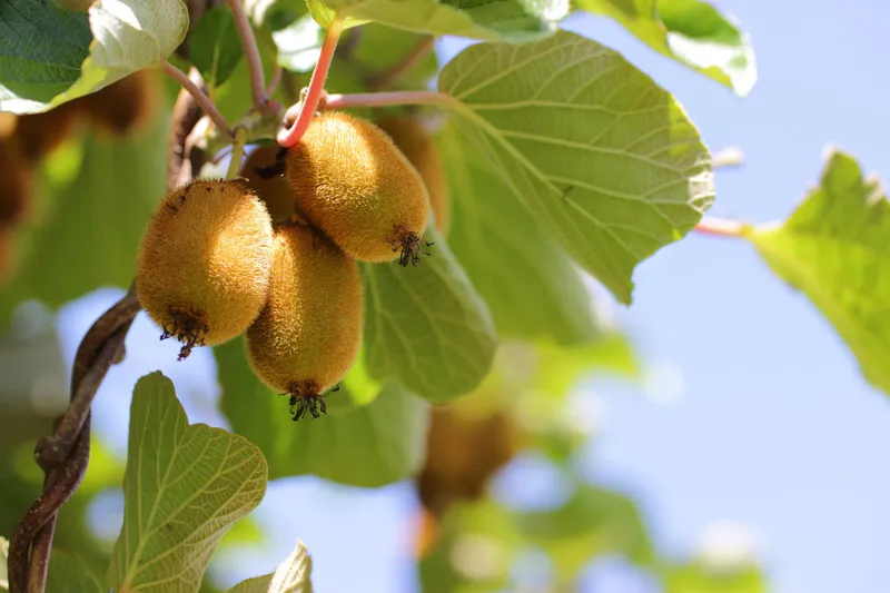 Kiwifruit on a vine, with green foliage and blue sky in the background