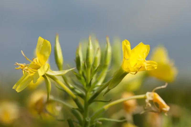 Close up of yellow evening primrose flower in bloom with blue sky in background