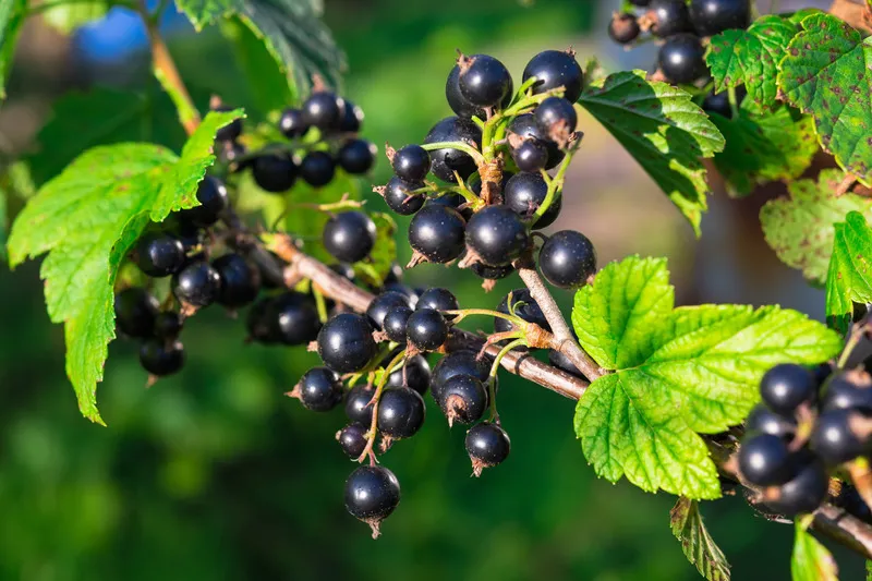 Blackcurrants on a vine with green foliage in the background