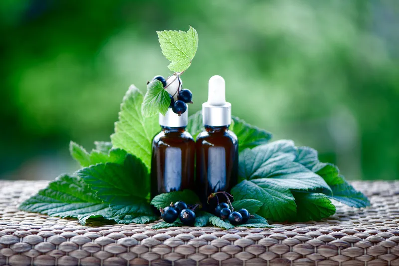 Two amber jars of blackcurrant oil with black currants and their leaves surrounding them