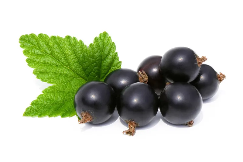 Close up of blackcurrants and single green leaf on a white background