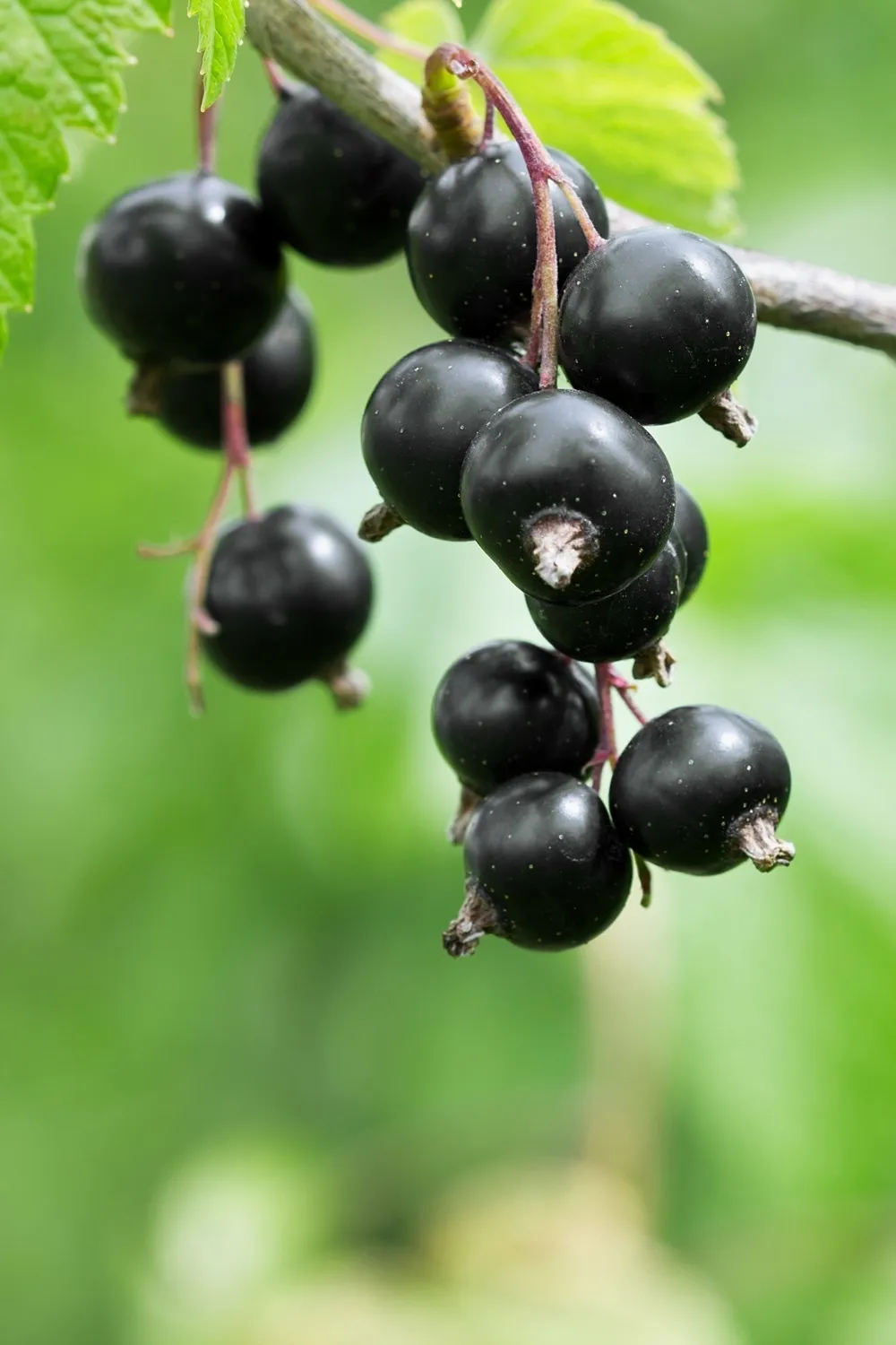 Blackcurrants on a vine with green foliage in the background