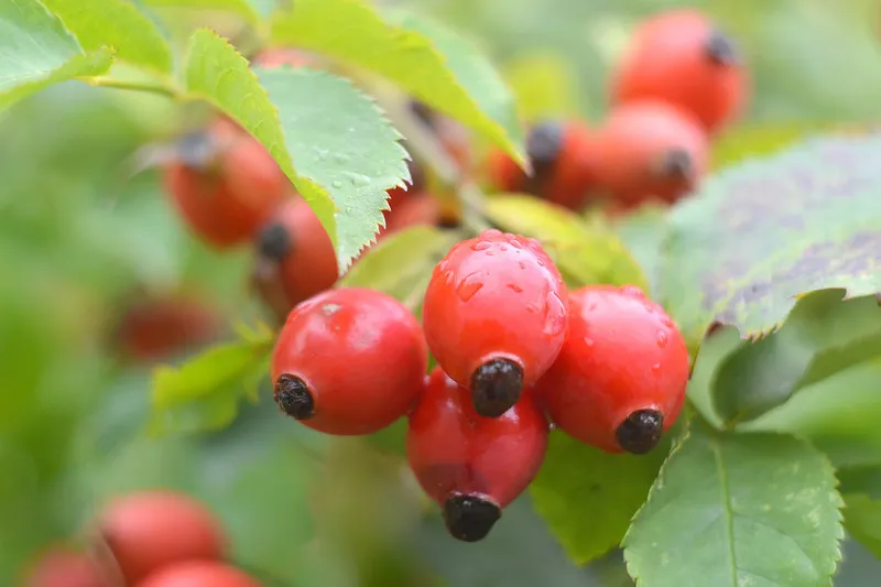 Close up of rosehip buds on a vine with green foliage behind it