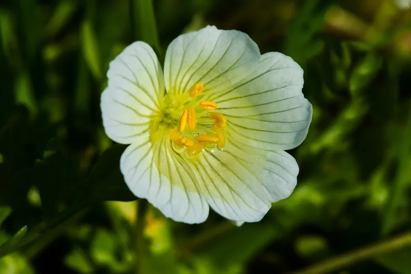 Close up of single white meadowfoam flower in full bloom