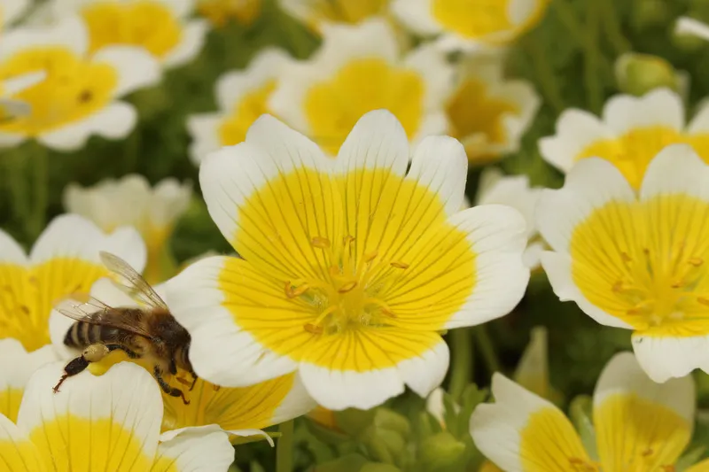 Close up of white and yellow meadowfoam flowers