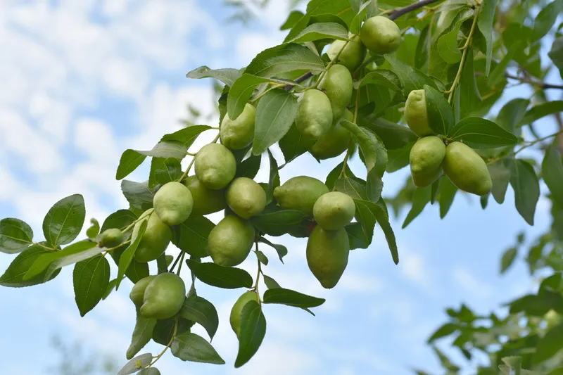 Branch of green jojoba pods with blue sky in background