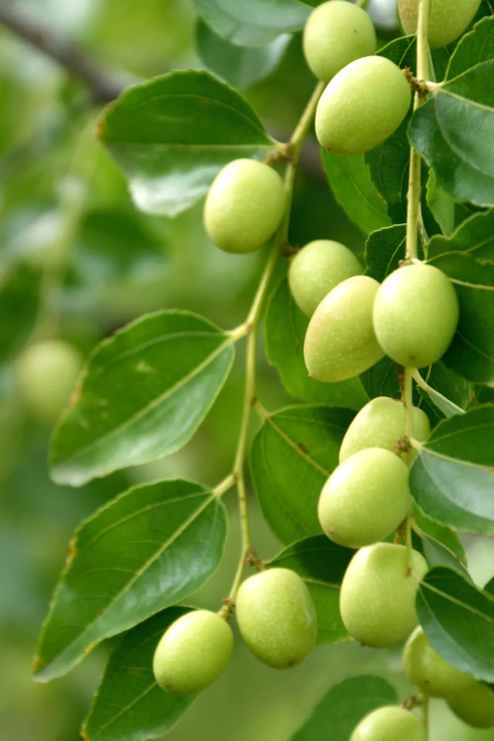 Green jojoba pods on vine with green foliage in the background