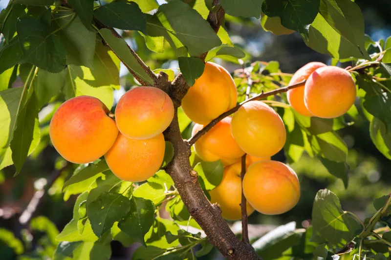 Apricots on a vine with green foliage in the background