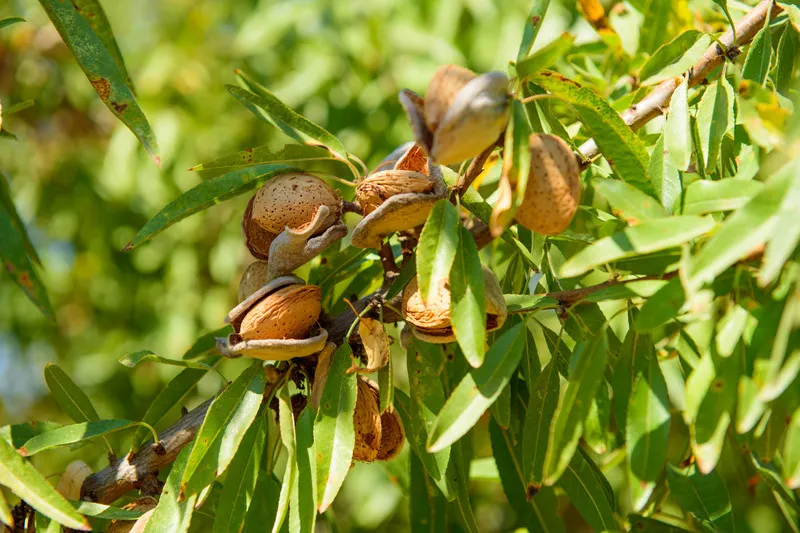 Vine of almonds ready for harvest with green foliage in the background