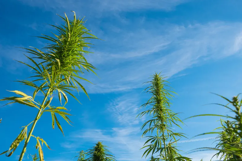 Hemp stalks with blue sky in background