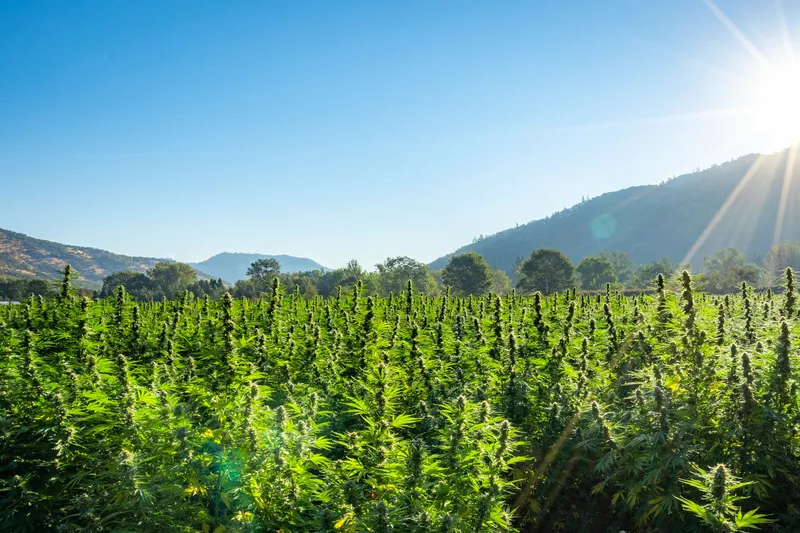 Hemp crop with blue sky and mountains in the background with the sun streaming over